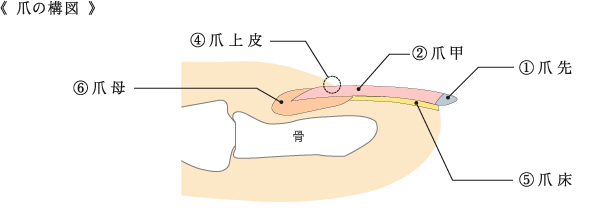 爪の構図